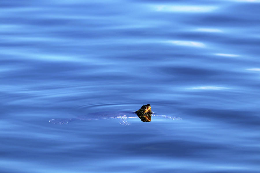 Map Turtle Swimming Photograph