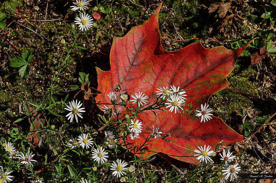 Fall Photograph - Maple and Asters by Dan Jordan