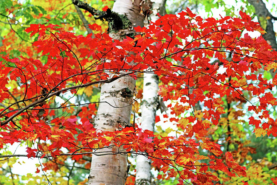 Maple Birch And Oak Medley Photograph by Debbie Oppermann