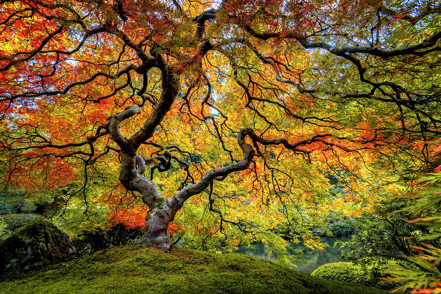 Portland Photograph - Maple Fall Color in Oregon by Michael Ash