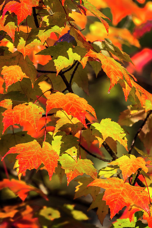 Fall Photograph - Maple Flame by Brenda Petrella Photography Llc