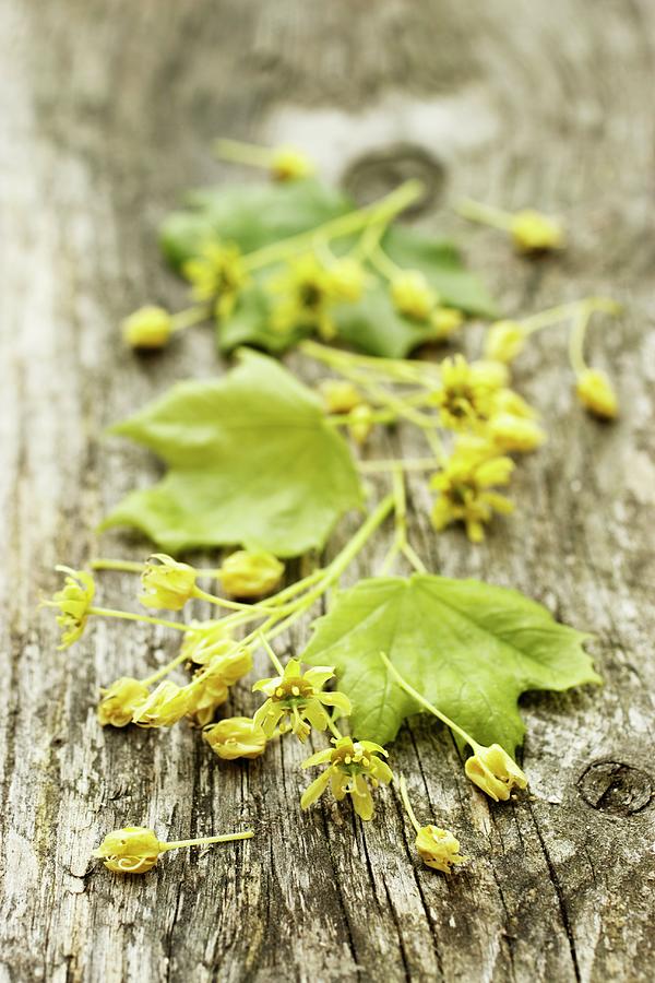 Maple Flowers And Leaves On A Wooden Surface Photograph by Gross, Petr