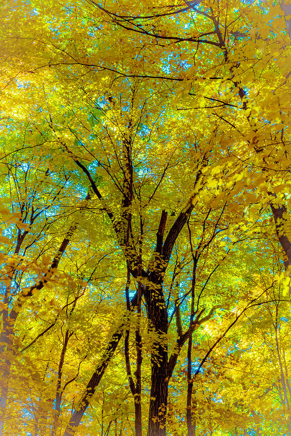 Maple in fall Photograph by Kevin Argue