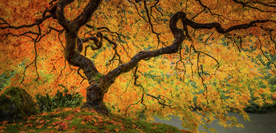 Autumn Colors Photograph - Maple in the Autumn Light by Don Schwartz