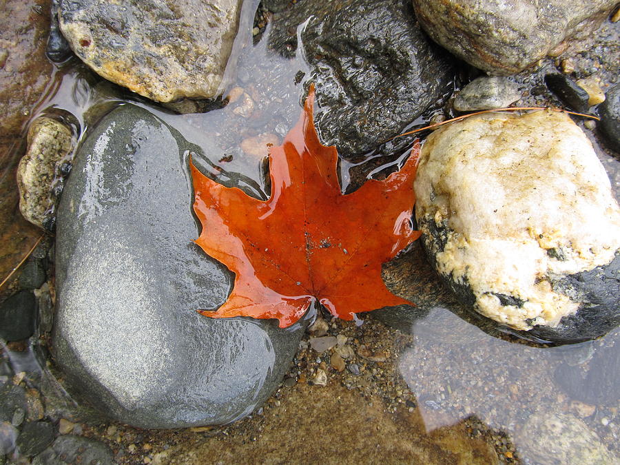 Maple Leaf - #3145 Photograph by StormBringer Photography
