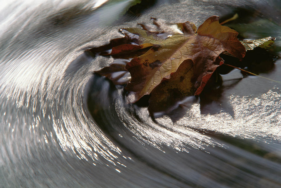 Maple Leaf Acer Sp. In Stream, Water Photograph by Art Wolfe