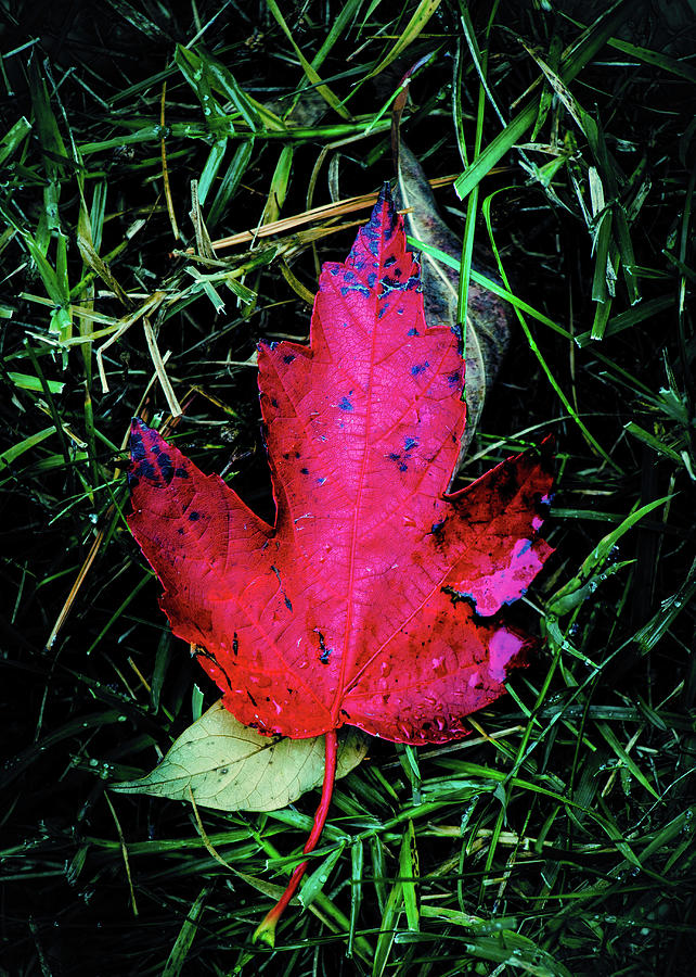 Maple Leaf Photograph by Allin Sorenson