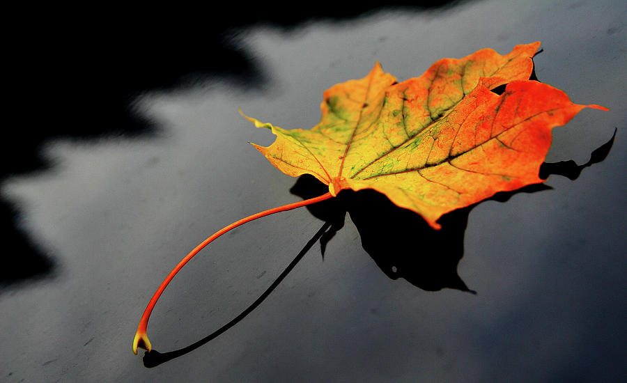 Maple Leaf Photograph by Bror Johansson