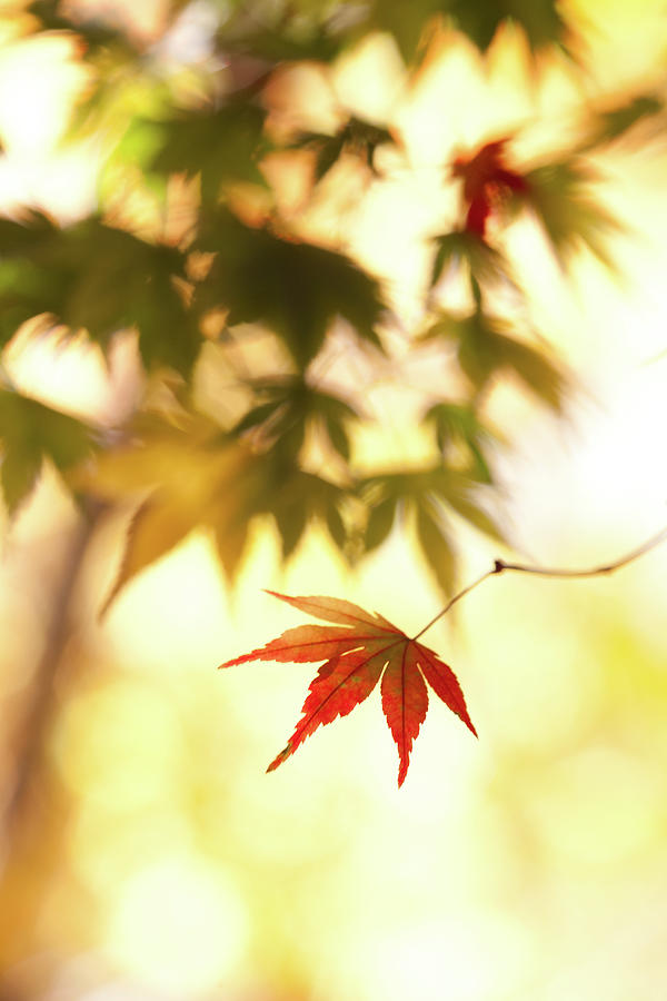 Maple Leaf Photograph by Higrace Photo