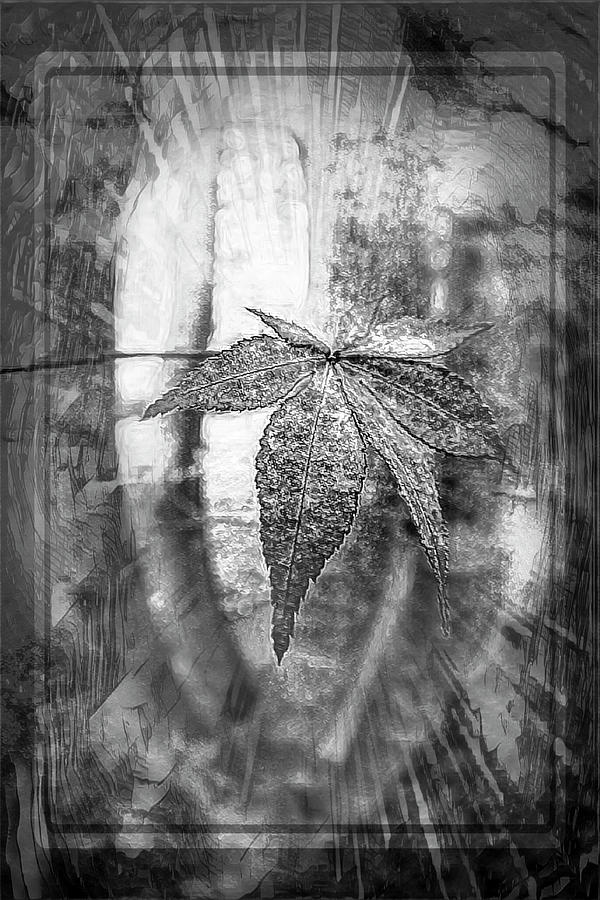 Maple Leaf in Autumn Burst of Light Black and White Photograph by Debra and Dave Vanderlaan
