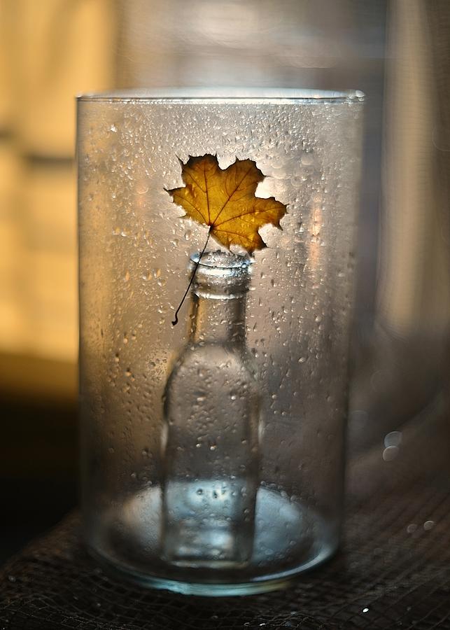Maple Leaf Photograph by Izis