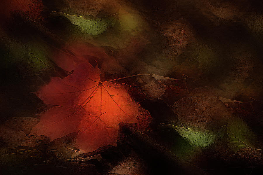 Nature Photograph - Maple Leaf  by Margarita Buslaeva