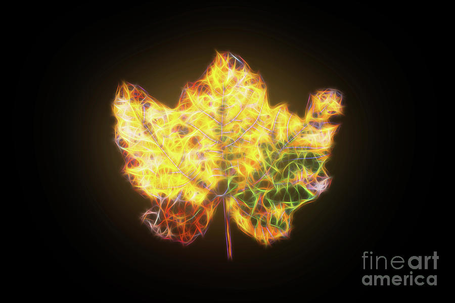 Maple Leaf Photograph by Sakkmesterke/science Photo Library