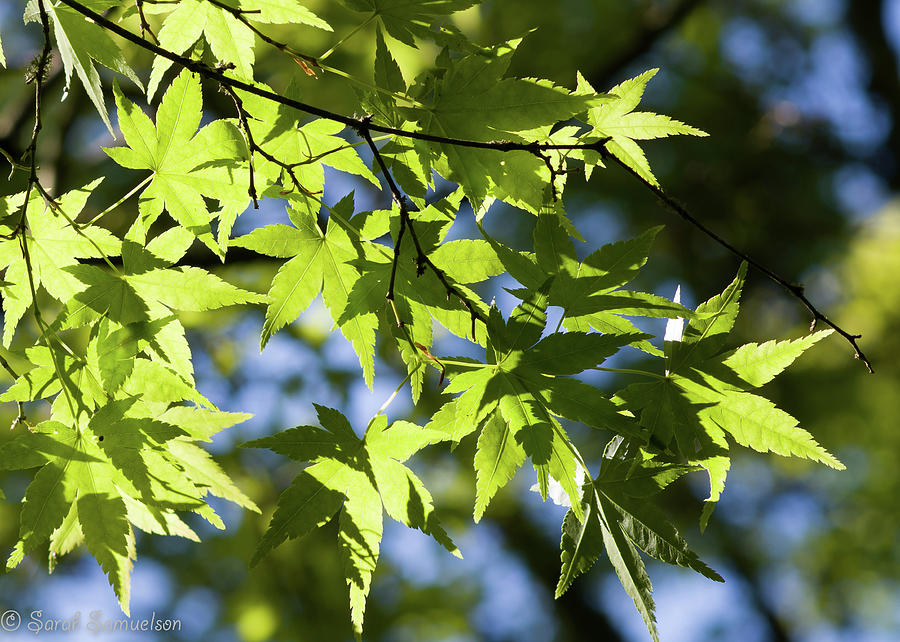 Maple Leaf Shadows Photograph by Sarah Samuelson - Fine Art America