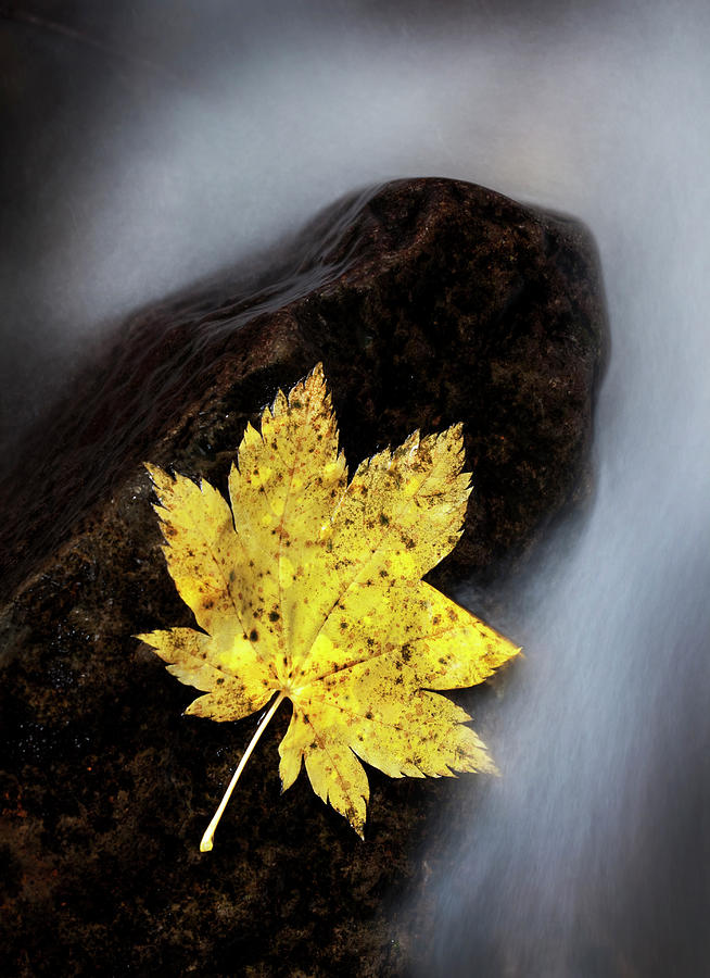 Maple Leaf Stranded Photograph by Thomas Haney