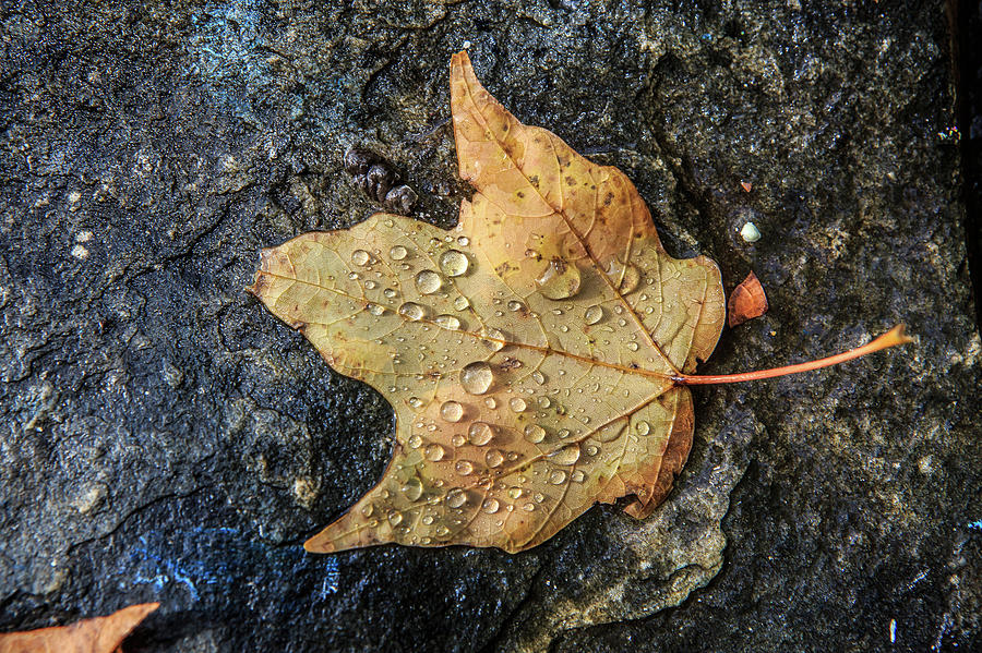 Maple Leaf with Dew Photograph by Kyle Lee