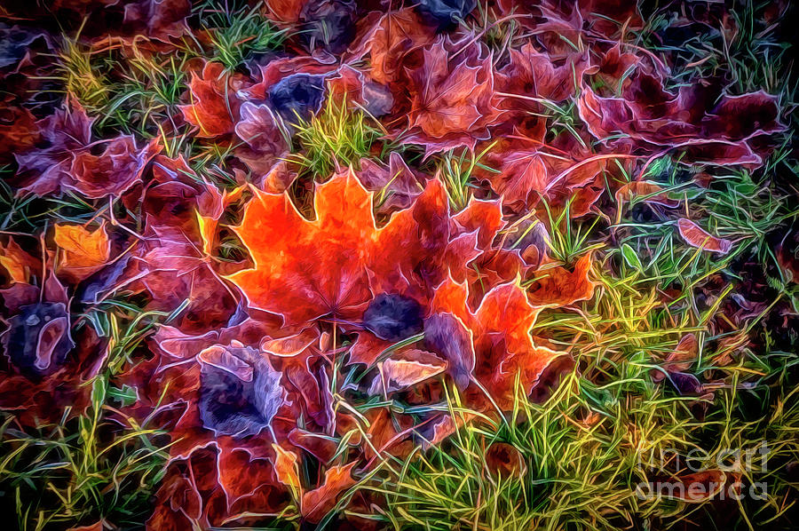 Maple Leaves 2 Digital Art