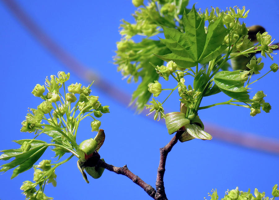 Maple Leaves And Flowers Photograph by Johanna Hurmerinta - Fine Art ...