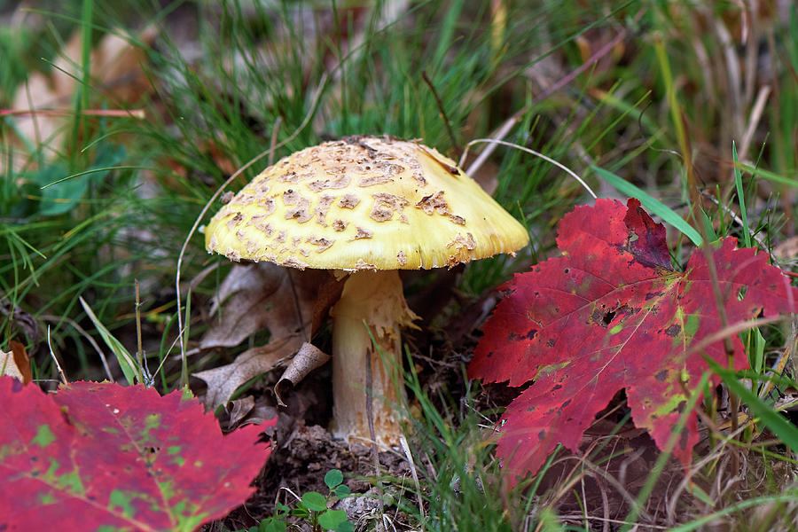 Maple leaves and Mushroom Photograph by Paul Freidlund