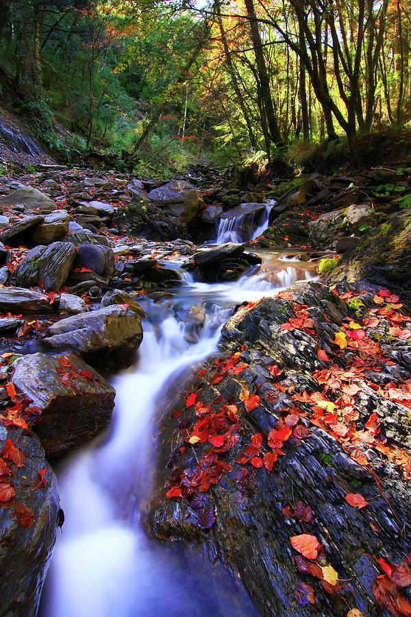 Maple Leaves And Stream Photograph by Samyaoo