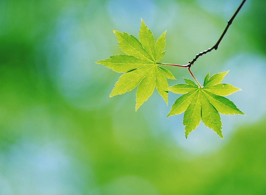 Maple Leaves, Close Up by Gyro Photography/amanaimagesrf