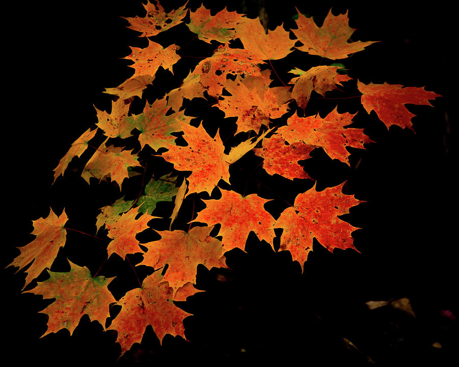 Maple Leaves On Black Photograph
