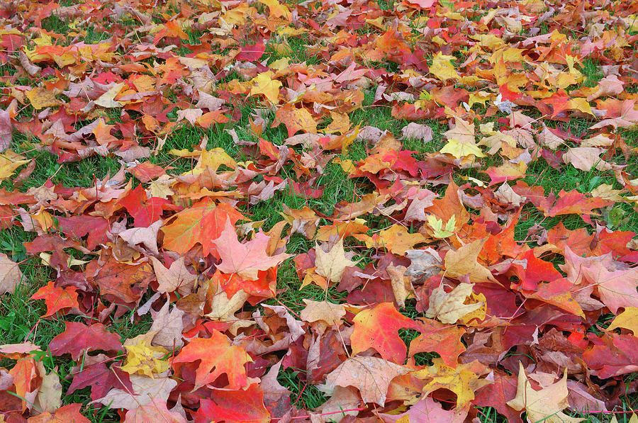 Maple Leaves On Ground In Autumn Photograph by Martin Ruegner
