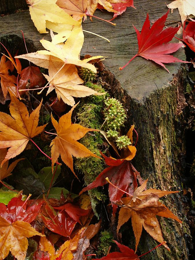 Maple Leaves On Tree Stump Photograph by Atwag