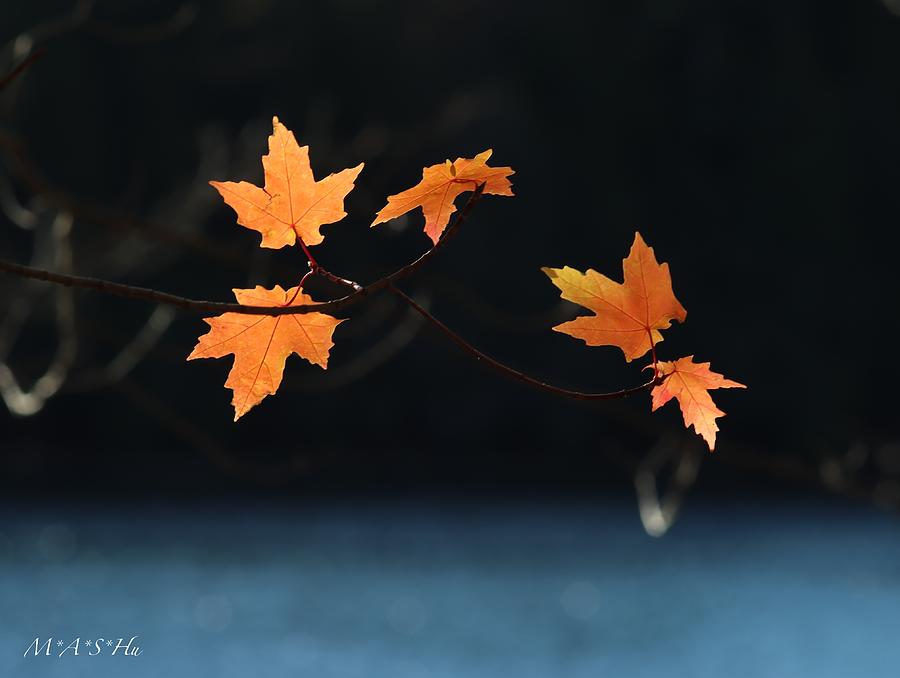 Maple Leaves Photograph by Peiyonghu@yahoo.ca