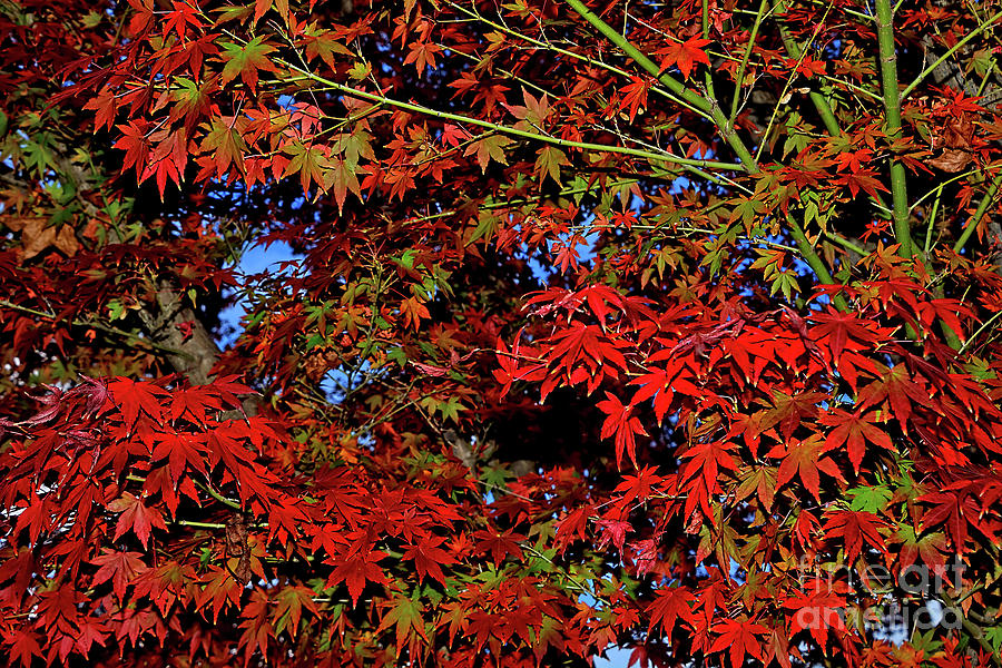 Maple Leaves Red and Green by Kaye Menner Photograph by Kaye Menner