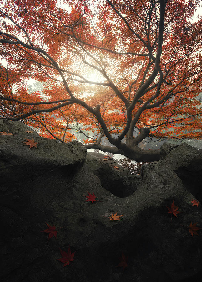 Fall Photograph - Maple by Mituke