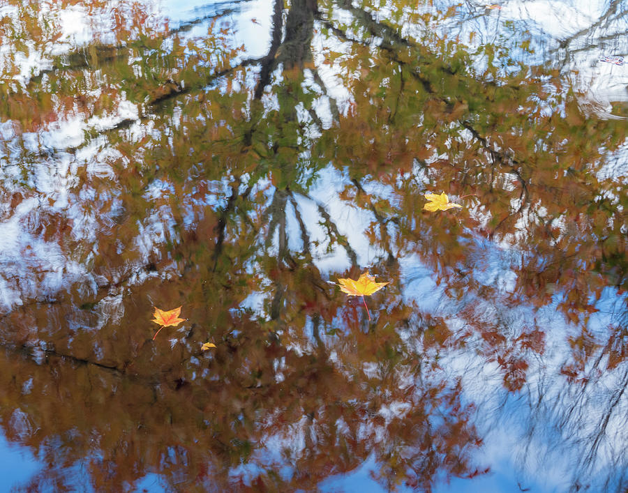 Maple Reflections Photograph by Jean Noren