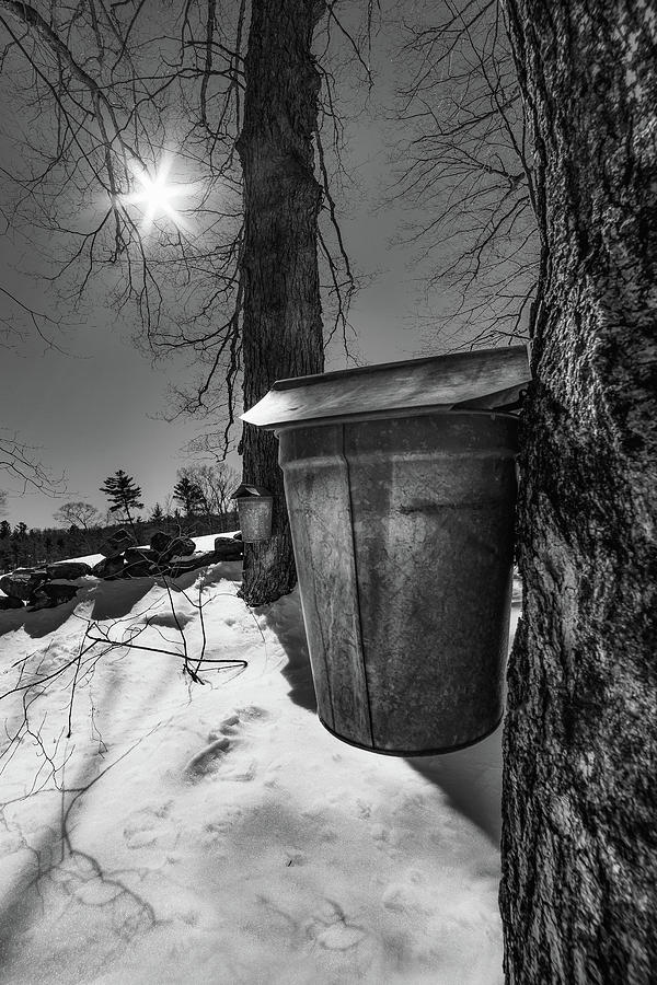 Maple Sap Bucket Photograph by Joann Vitali