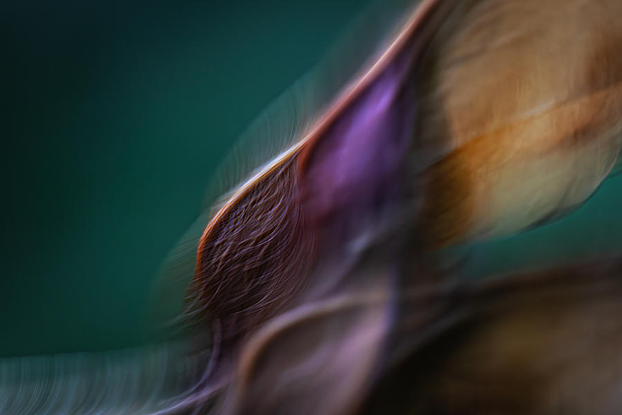 Icm Photograph - Maple Seed by Roswitha Stelzer