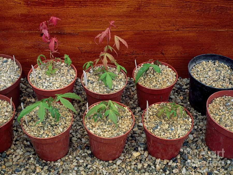 Maple Seedlings Growing In Cold Frame Photograph by Geoff Kidd/science ...