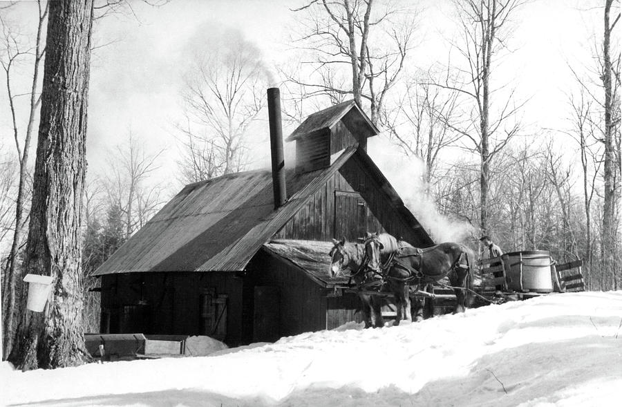 Horse Photograph - Maple sugar shack by Winston Fraser