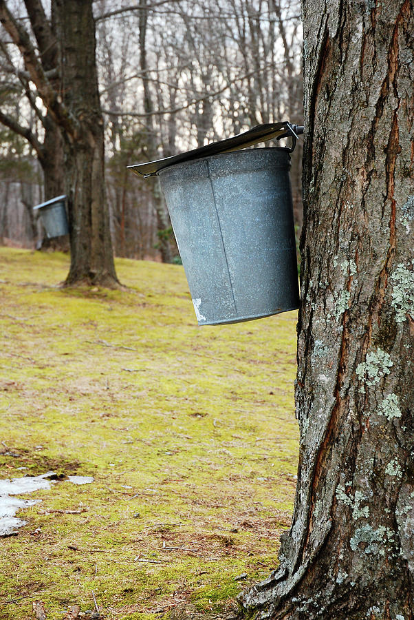 Maple Syrup Bucket Photograph by James Kirkikis - Fine Art America