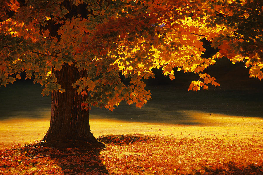 Maple Tree , Bennington , Vermont Photograph by Comstock