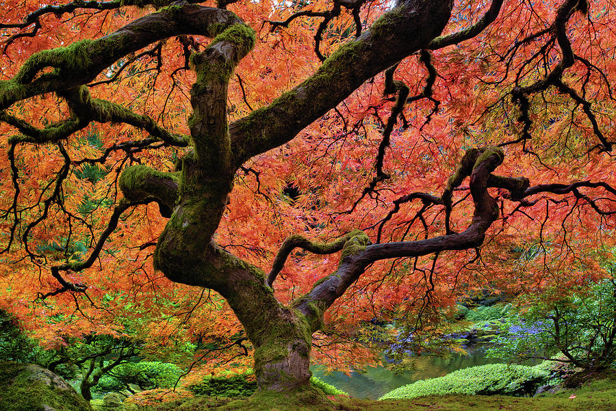 Maple Tree At Portland Japanese Garden Photograph by David Gn Photography
