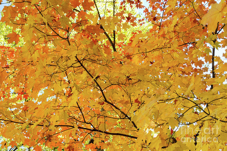 Maple Tree Autumn Color Bliss Photograph by James BO Insogna