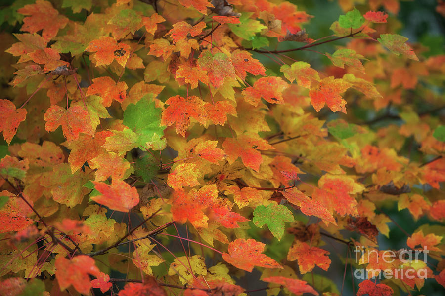 Maple Tree - Autumn Leaves Photograph by Dale Powell