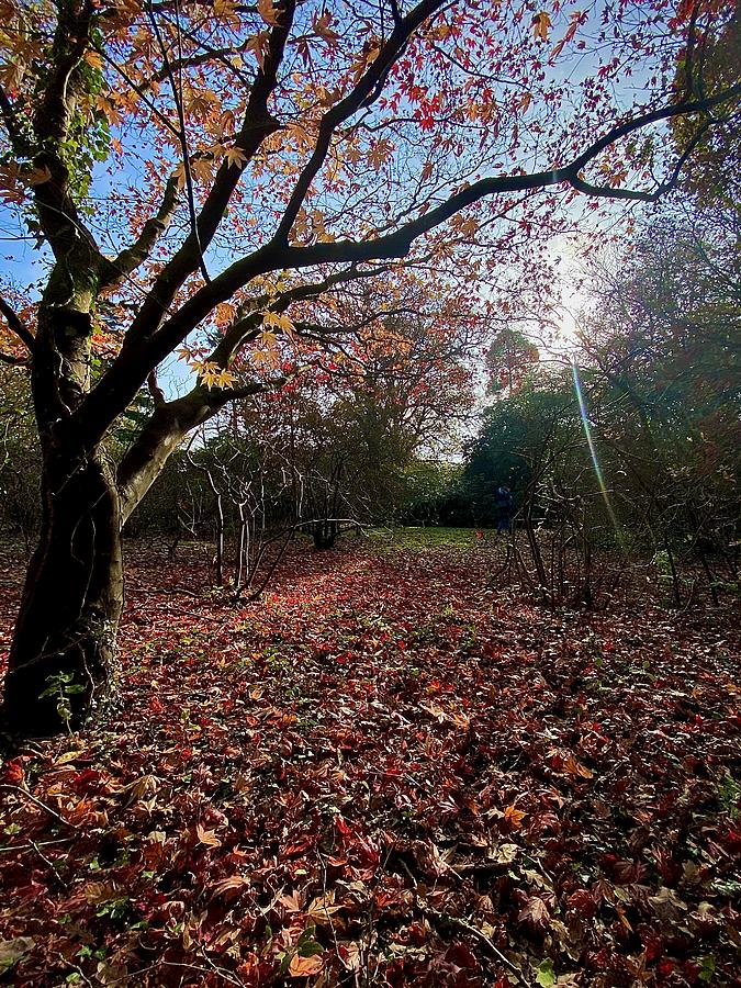Tree Photograph - Maple Tree - Autumn London by Bruno Mansano Abreu