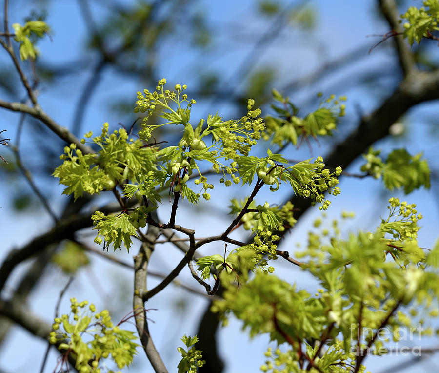 Maple Tree Blossom Photograph By Esko Lindell 