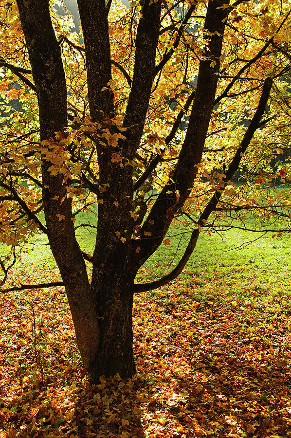 Maple Tree, Eschachtal Photograph by Jochen Schlenker