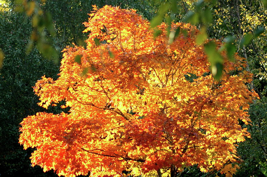 Maple Tree Exploding Photograph by Charles Shedd Fine Art America