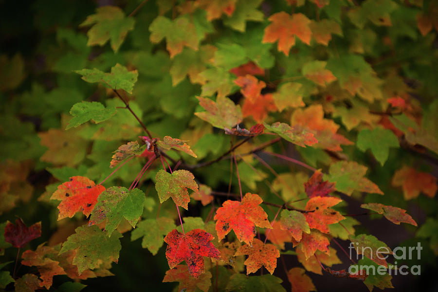 Maple Tree - Fall Color Photograph