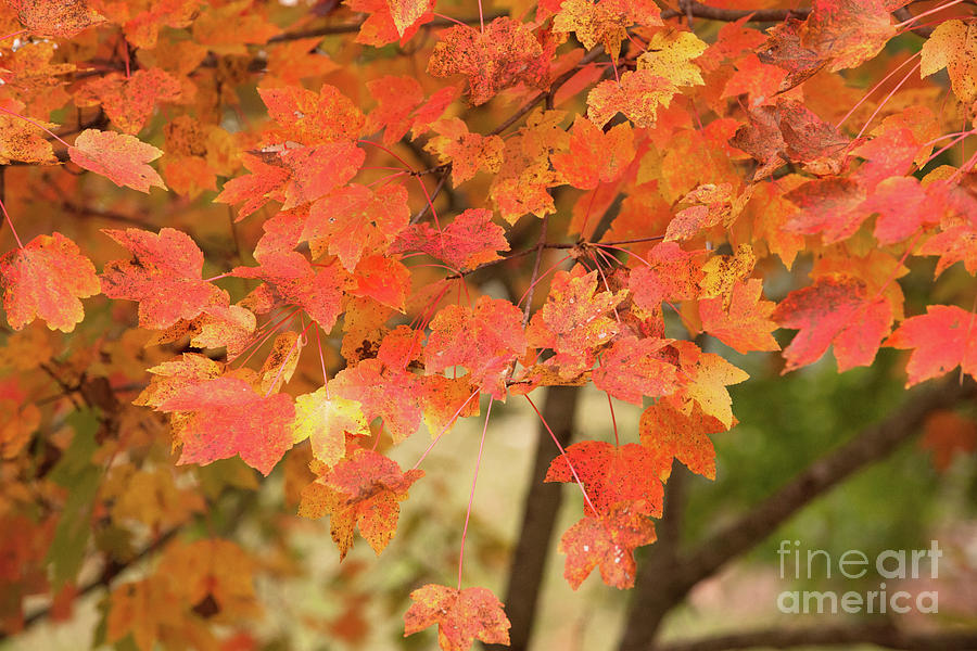 Maple Tree - Fall Foliage Photograph