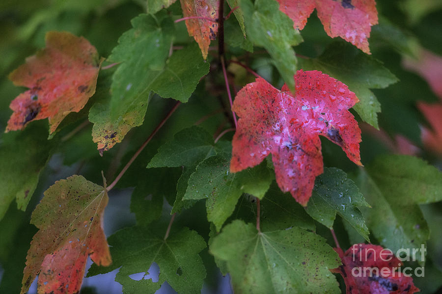 Maple Tree - Fall Leaves Photograph