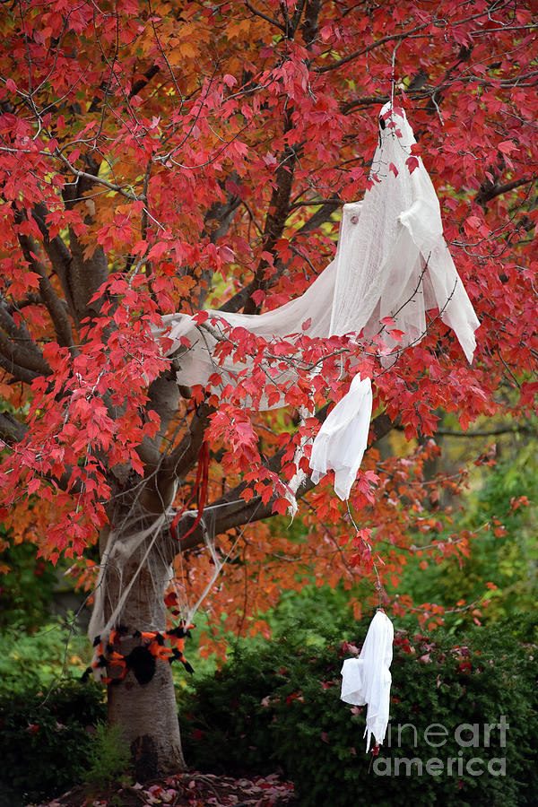 Halloween Photograph - Maple Tree Ghosts by Catherine Sherman