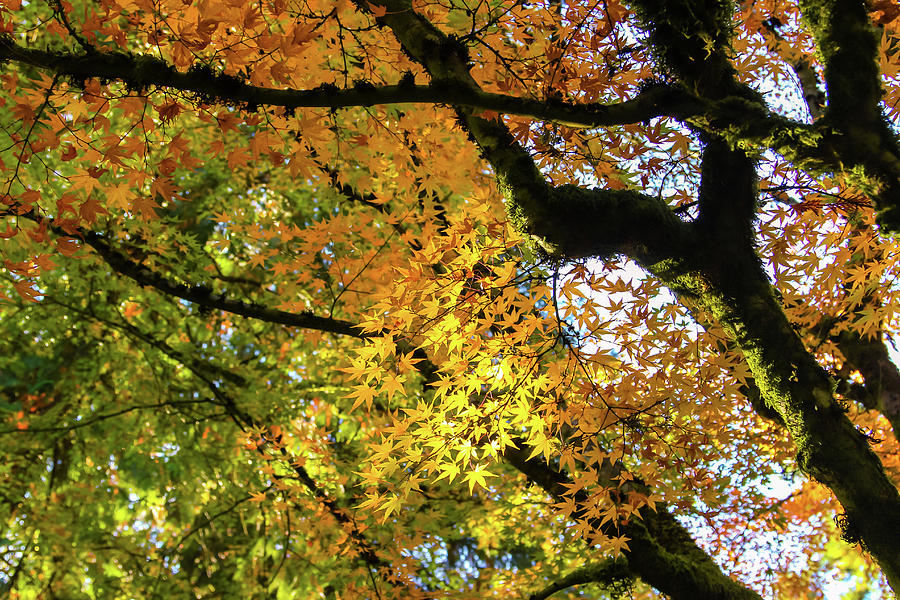Maple Tree in Autumn Photograph by Aashish Vaidya